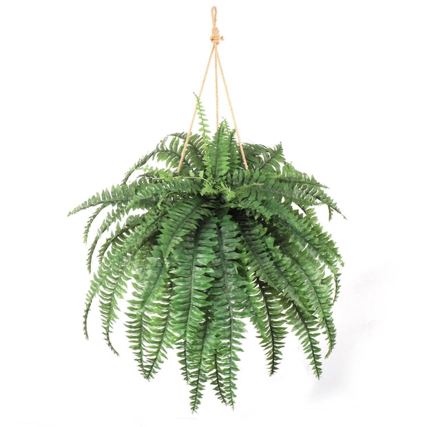 Indoor & Outdoor Boston Fern Plant with 60 Fronds - 48" Wide